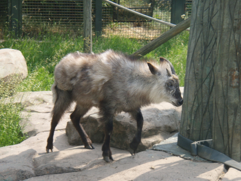 Some kind of Japanese Goat critter.