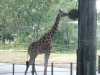 Giraffes were cool