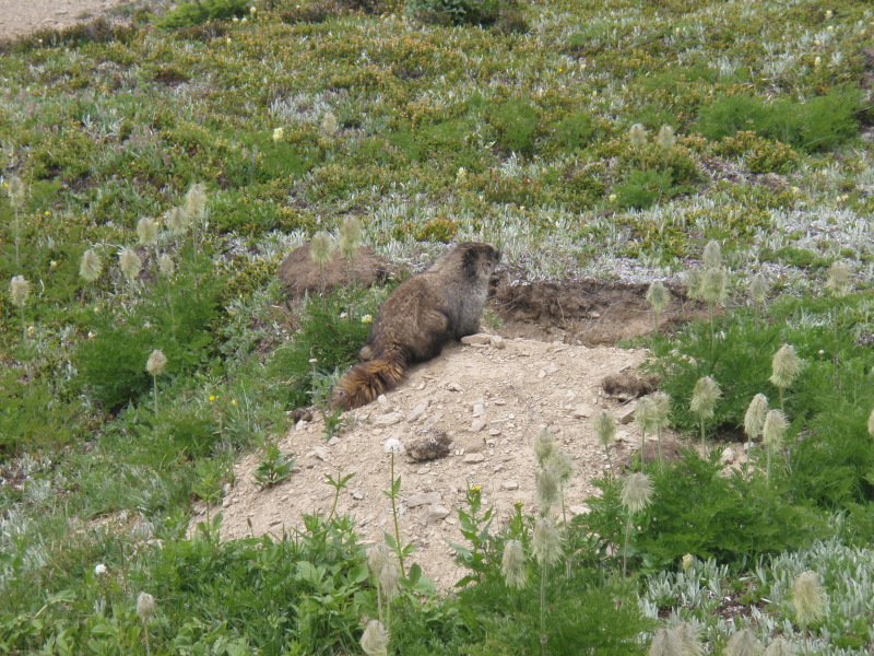 Giant Marmots in Little Shovel Pass