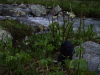 Black dog checks out the flowers.