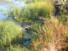 Blurry shot of dead geese... More were coming in...