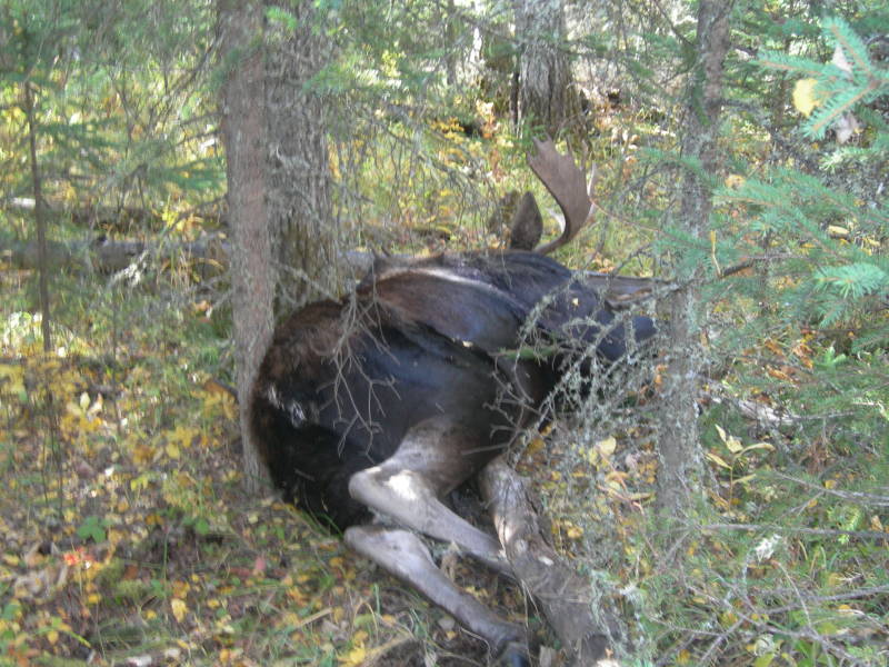 ... when world war 3 broke out. There were moose casualties