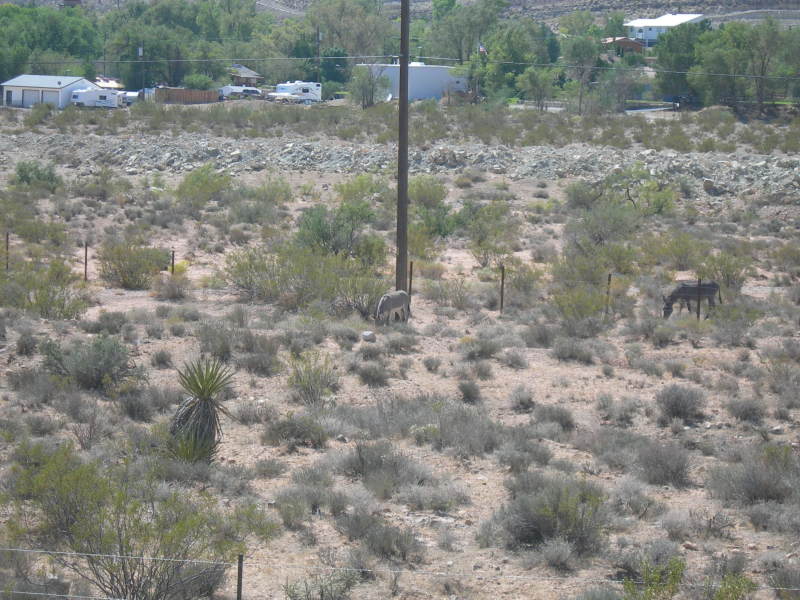 Burros! (found at the side of the road)