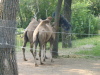 Camels with flaccid humps