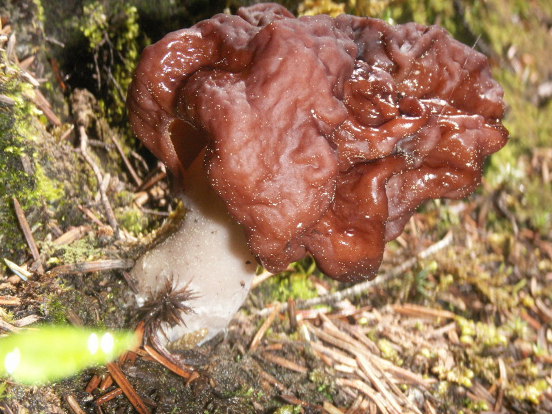 Mushroom Mushroom...