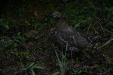 Spurce Grouse Hen and Chicks