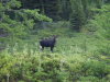 Moose in Sylvan Pass by my camp