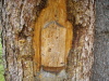 Has Tree Carvings dating from the 40's