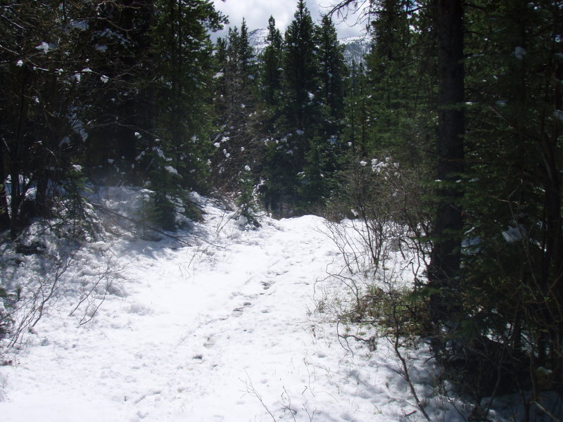 fresh snow on trail