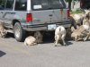 Sheep in Miette Parking Lot licking Salt off a vehicle.