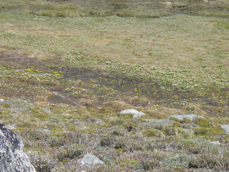 Yellow flowers all blooming in the snowmelt.