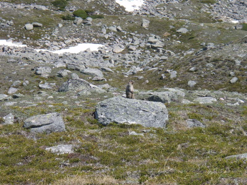 If I Nap, the Marmot Sneaks Closer..