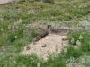 Giant Marmots in Little Shovel Pass