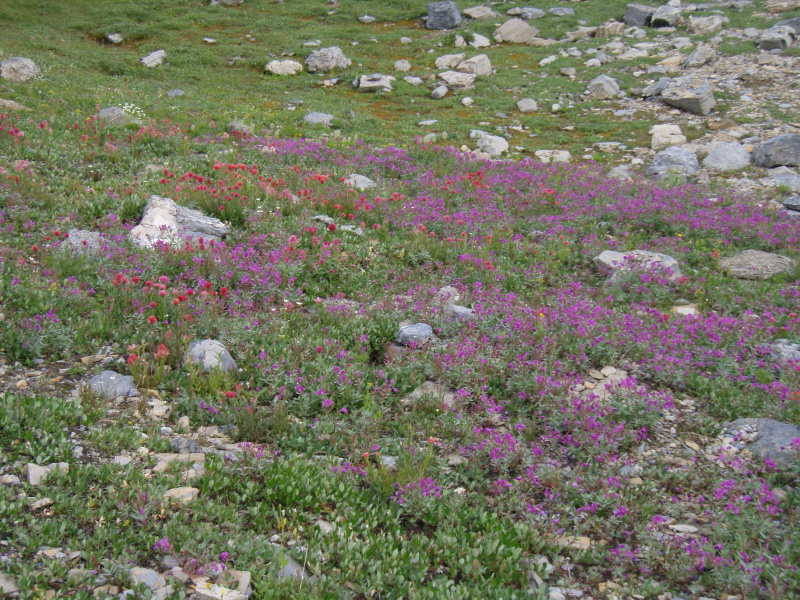 Riots of Alpine Flowers in Wolverine Pass
