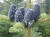 Funky blue cones on Engleman Spruce