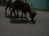 Bighorns stopping tourons on the highway.