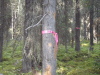 Alberta Forest Service flagging in the valley to the north of Mt. Indefatigable